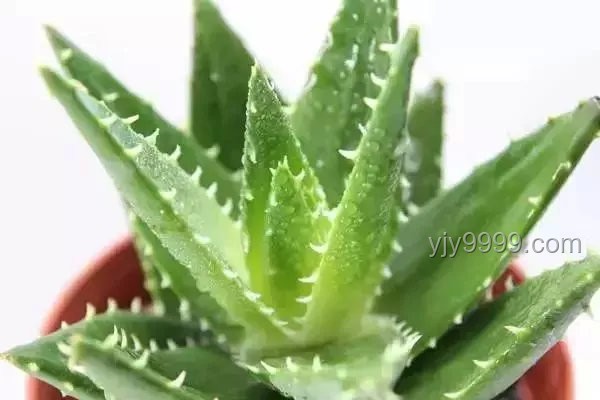 断眉与猫薄荷：个人魅力与植物效应的奇妙邂逅对比分析
